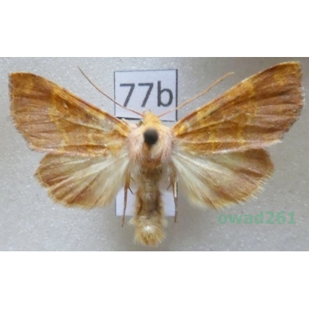 Tiliacea aurago (Denis & Schiffermüller, 1775) Czech77b